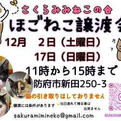 ほごねこ譲渡会