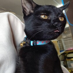 ほごねこ譲渡会 サムネイル2