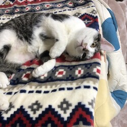 ほごねこ譲渡会 サムネイル3