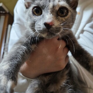 子猫の里親募集