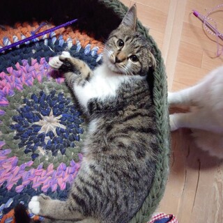 真ん丸なトムくん4ヶ月【ありがとうございました】