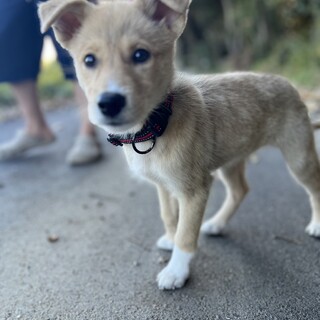ちゃちゃ♀子犬2〜3ヶ月