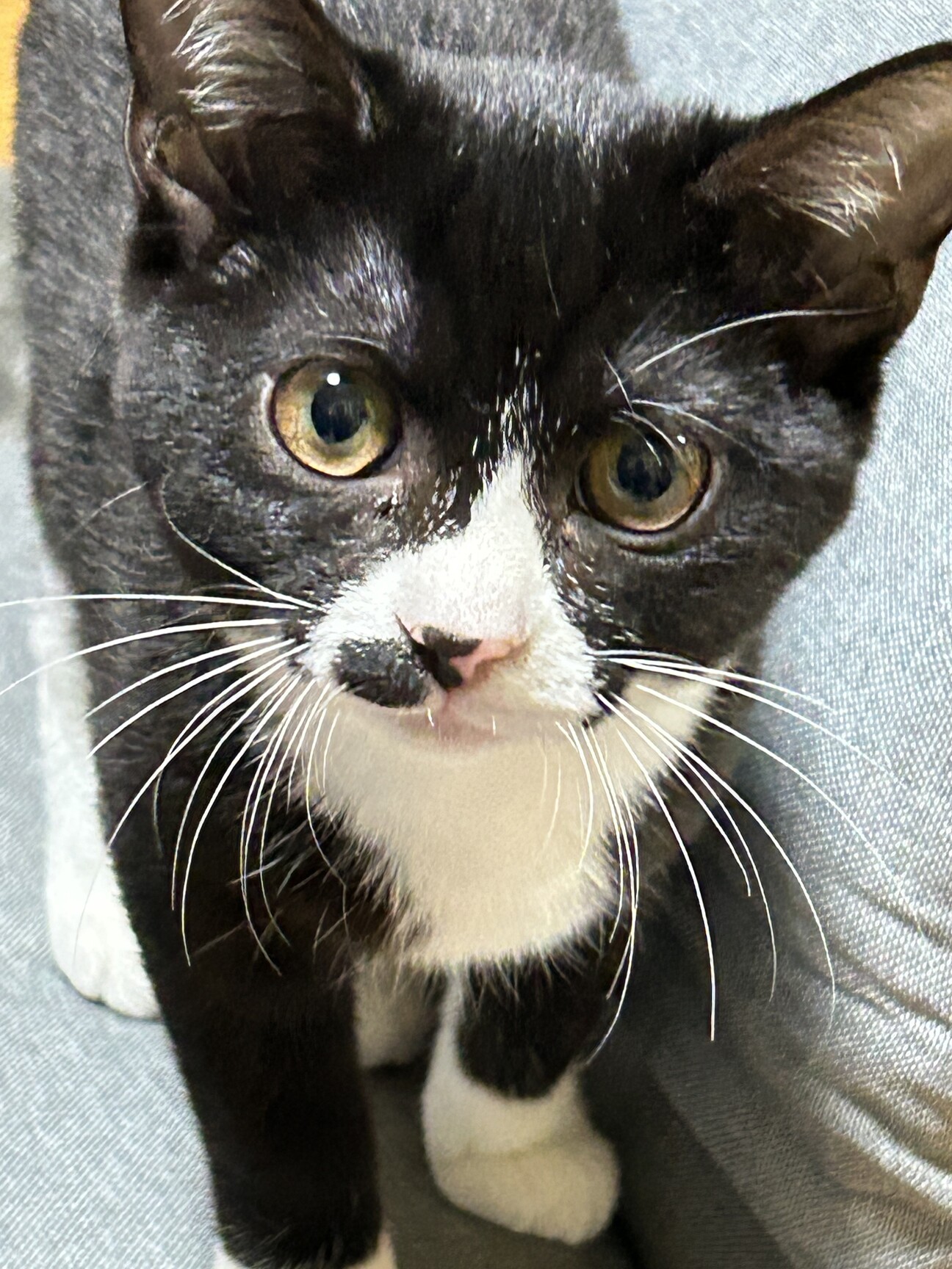 パチワレちゃん (@waikikiyade) / Posts【ハチワレちゃん】