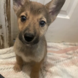 素敵なご縁がありました性格はなまる優しい男の子