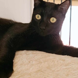 艶々の黒いくん