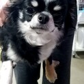4歳の女のこ