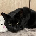 可愛い声のマロンくん