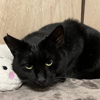 可愛い声のマロンくん