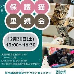 ⭐︎年の瀬⭐︎保護猫里親会。