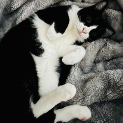 ⭐︎年の瀬⭐︎保護猫里親会。 サムネイル2