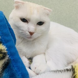 ⭐︎年の瀬⭐︎保護猫里親会。 サムネイル3