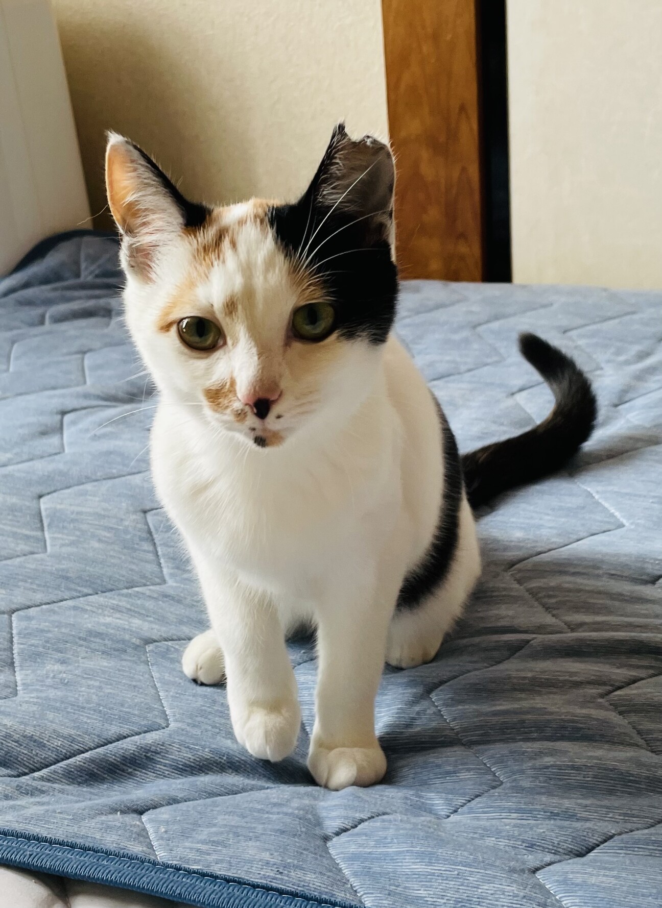 白がメインの綺麗な三毛猫です！」高知県 - 猫の里親募集(475144) 1枚
