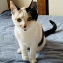 白がメインの綺麗な三毛猫です！