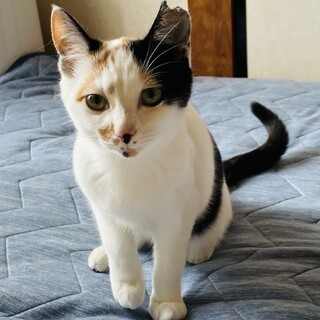 白がメインの綺麗な三毛猫です！」高知県 - 猫の里親募集(475144) 1枚