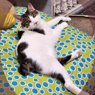 美猫の白キジ男の子、超怖がり君兄弟です