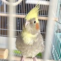 つぶらな瞳♡オカメインコのQちゃん