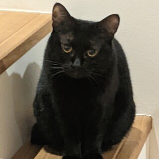 超怖がりですがお家さがしてます★ふっくら黒猫女子★