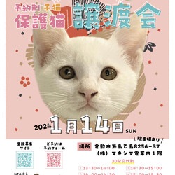 ほごっこ子猫の譲渡会（予約制）