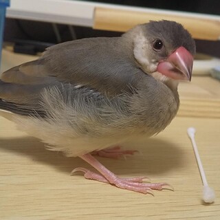 元気いっぱい桜文鳥の雛