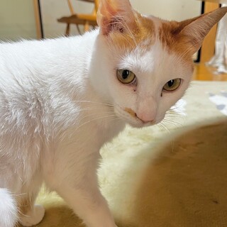 やんちゃ男子のトパーズ【飛騨】