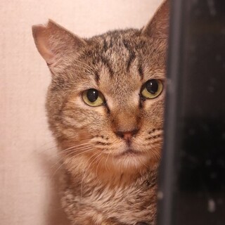 のんびりやさん綱吉くん【飛騨】