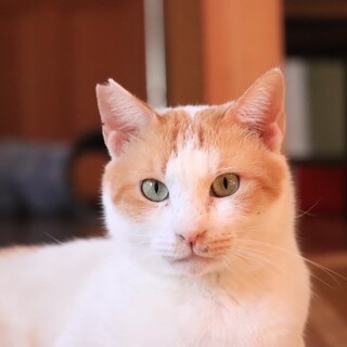 なでなで大好きスピネルくん【飛騨】