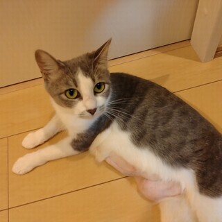 1〜2歳ぐらい サバ白