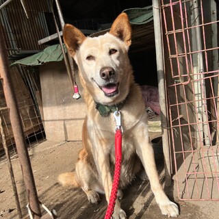 散歩なし閉じ込めたまま2頭