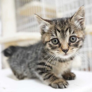 3兄妹の①キジトラの女の子