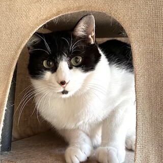 穏やかで優しい　ペッパー君