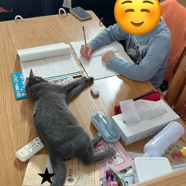 勉強頑張ってるのに目の前でくつろいでてやる気奪われる
