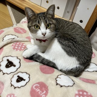 甘えん坊なキジシロ2歳