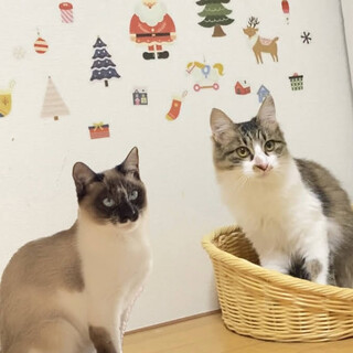 【お見合い随時】初心者さんでも歓迎★超美猫ペア