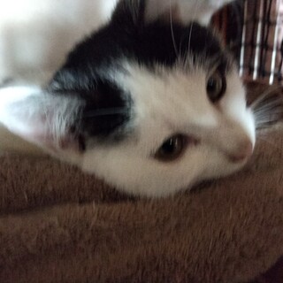 初心者向け大人しいおにぎり頭 豆大福白玉３か月♀