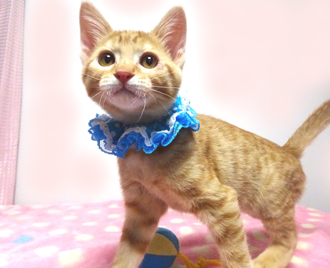 甘えた♪動物愛護センターから★心(しん)君２ヵ月半 サムネイル1