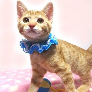 甘えた♪動物愛護センターから★心(しん)君２ヵ月半