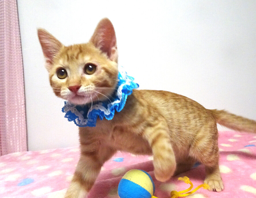 甘えた♪動物愛護センターから★心(しん)君２ヵ月半 サムネイル2