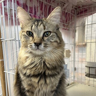 【白血っ子】ふわふわのあまえんぼうファナちゃん