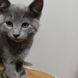 生後2ヶ月 グレー