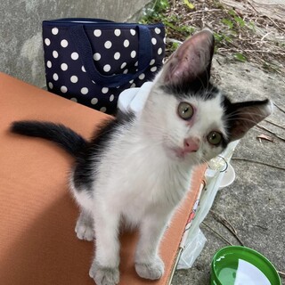 人馴れ抜群、白黒ハチワレのマリンちゃん！