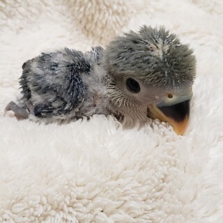 コザクラインコ(雛)