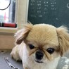 チペニ