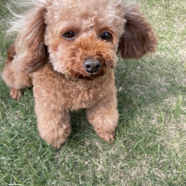 チペニのカバー写真