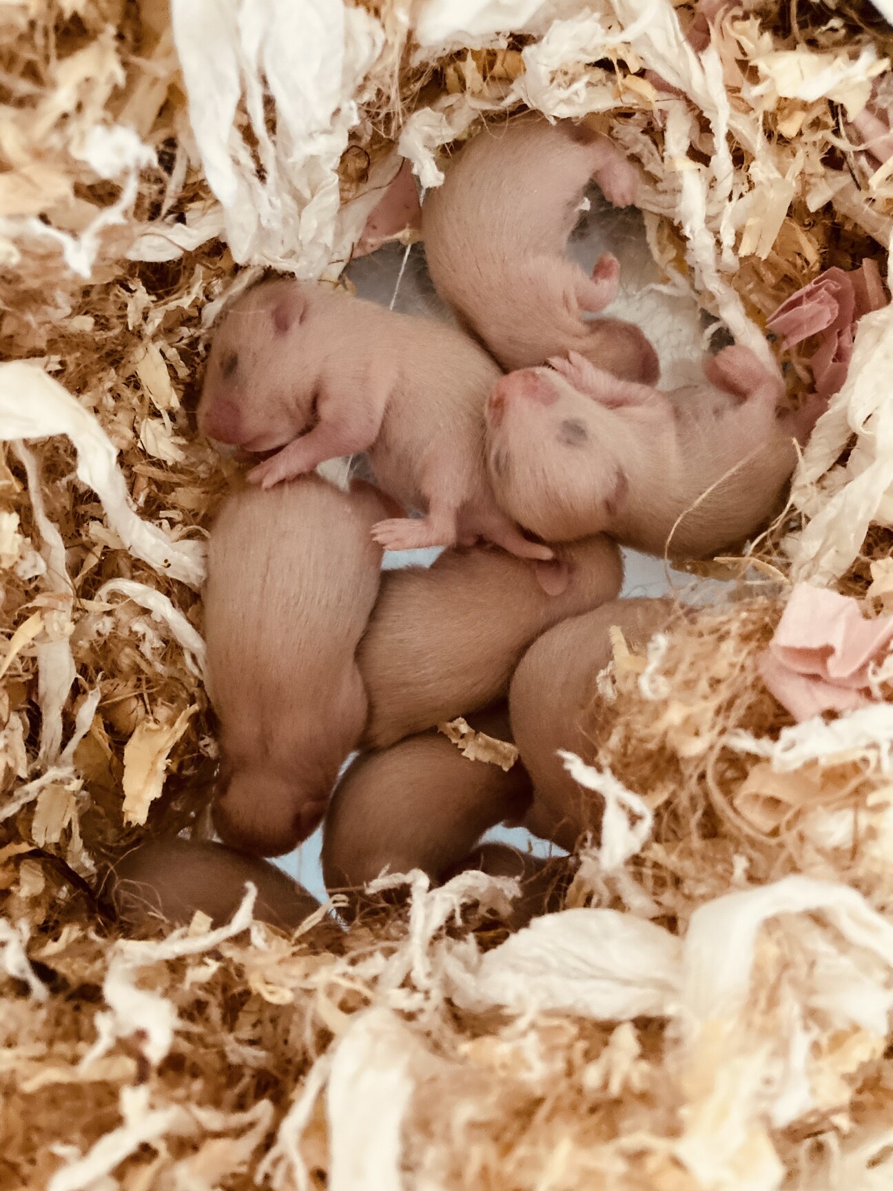 キンクマハムスター」埼玉県 - 小動物の里親募集(479223) :: ペットの