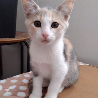 生後2ヶ月 パステル三毛