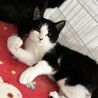 交渉中です。ホーリー君4ヶ月 サムネイル2