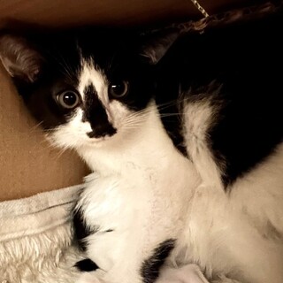 ちょっとビビリな甘えんぼ　みおちゃん