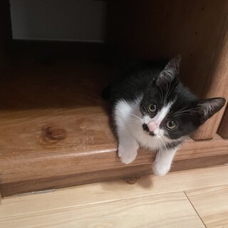 雨（あめ）ちゃんの、ずっとのお家を探しています。