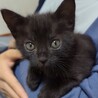 募集停止　フレンドリーで可愛い黒猫男子⭐️あると サムネイル2
