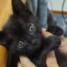 募集停止　フレンドリーで可愛い黒猫男子⭐️あると サムネイル3